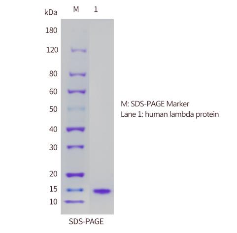 DTL01-SDS-PAGE