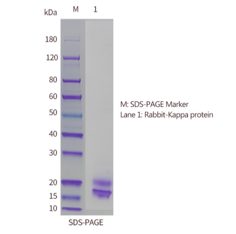 DTL02-SDS-PAGE