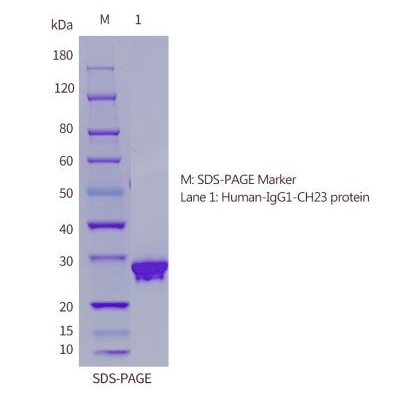 Human-sds-page