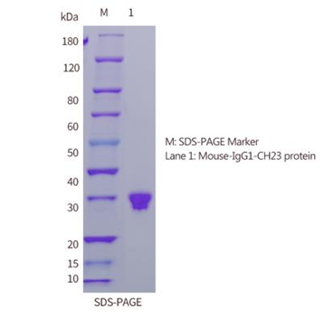 Mouse-sds-page